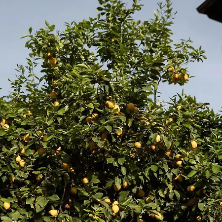 Dona Anita * Montánchez